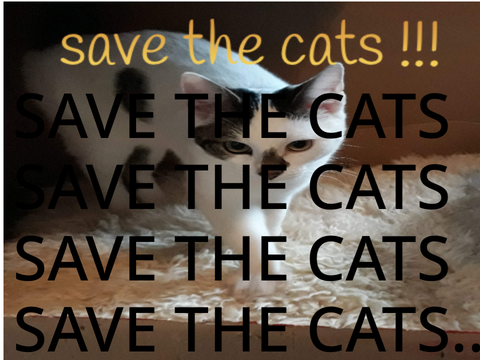 remix if you want to save the cats remix