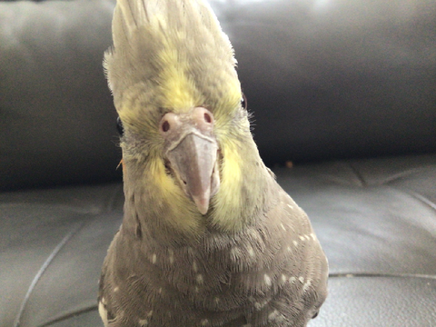 My derpy bird ;o;