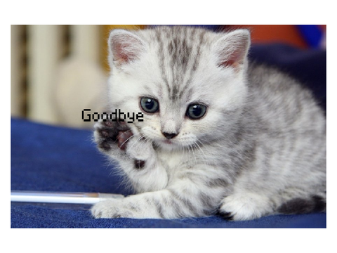 cats!!!