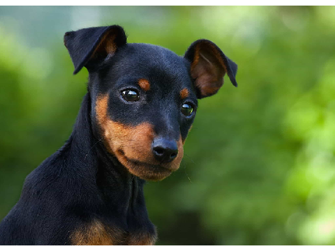 Doggie Slideshow remix