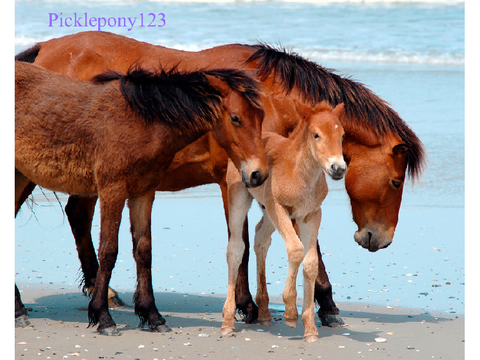 ✨Adopt Me Horses!?✨