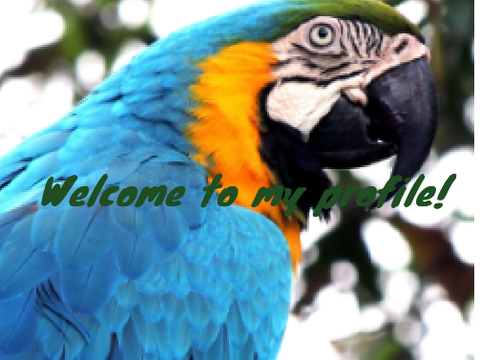 ∘ ◦ ° 〘welcome to birdy's profile〙 °◦ ∘ 