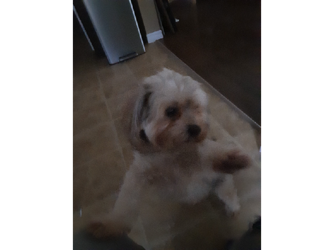 Random dog pics cause I was bored