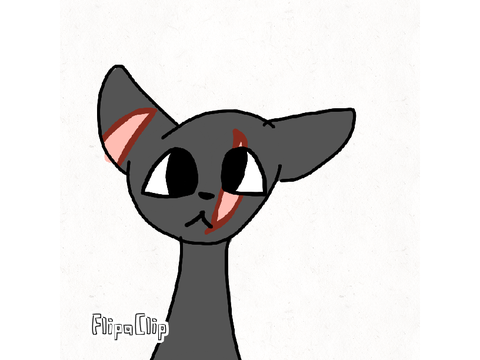 35+ Cat DTAE