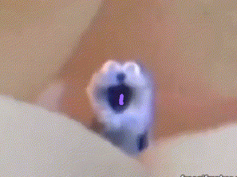 screaming blue thing remix remix remix remix remix remix remix remix