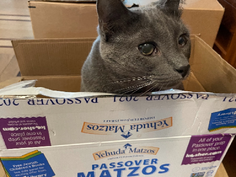 Iris is ready for passover 