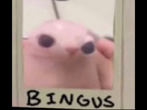 ᴅᴛ ᴡɪᴛʜ ᴘᴇʀɪ!