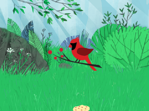 Cardinal Bird