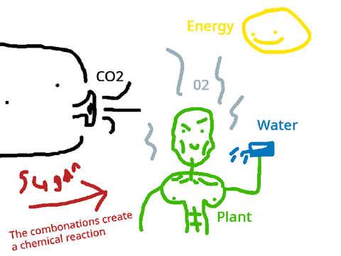 Photosynthesis