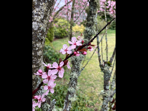 Cherry trees!!!!