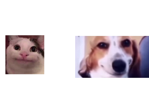 meme poll