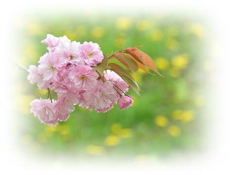 花だより