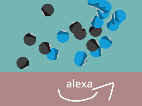 Alexa fall
