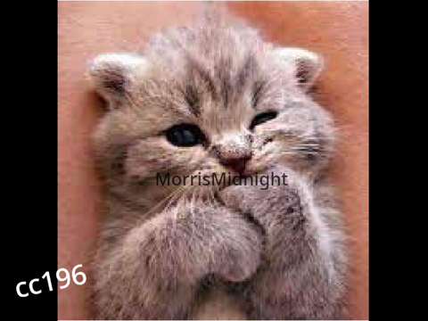 Sign if you love cats! (Original by @cc196) remix