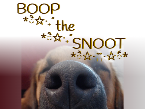 Boop the Snoot!