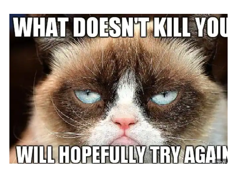 Grumpy Cat Memes