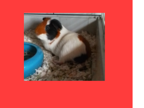 Zack the guinea pig 