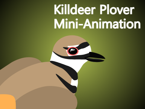 Killdeer Plover Mini-Animation