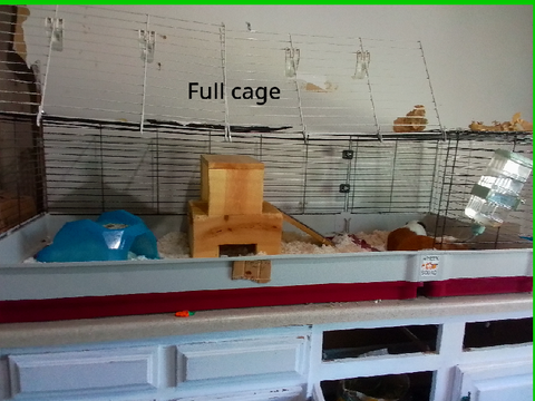 My guinea pigs cage