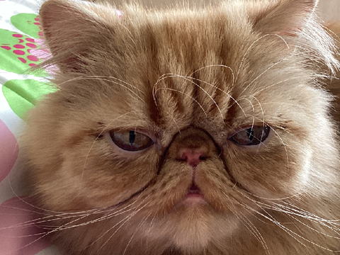 My cat BRU face
