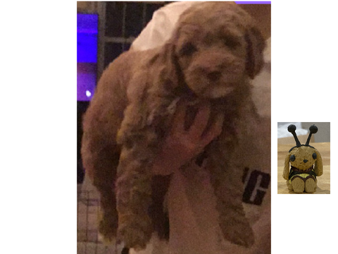 My friends new puppy