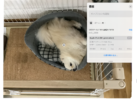 家の犬が猫(？)