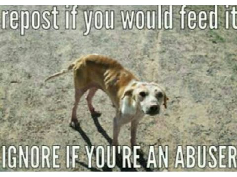 Repost If you are against animal cruelty! remix remix remix remix