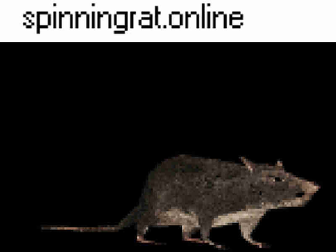 Spinning Rat