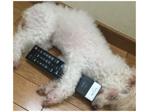 うちの犬