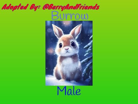 ⌁Adopt a Bunny⌁ •̀ ω •́ 