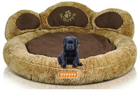 Adopt a Puppy!