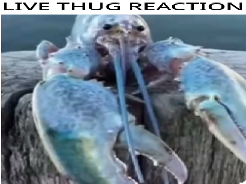 blue lobster 