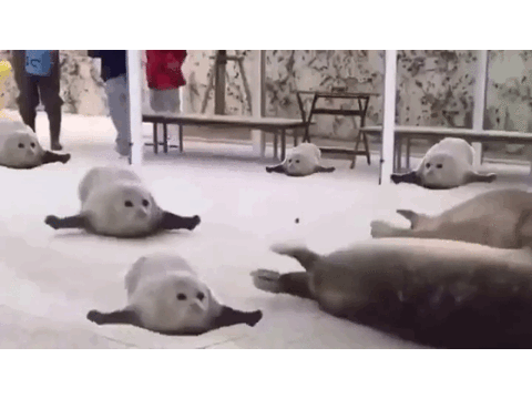 seal gif