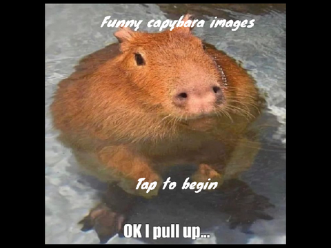 Funny capybara memes