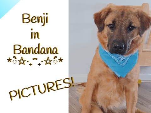 Benji in Bandana | PICTURES!