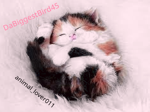 Remix and sign if you love cats! remix