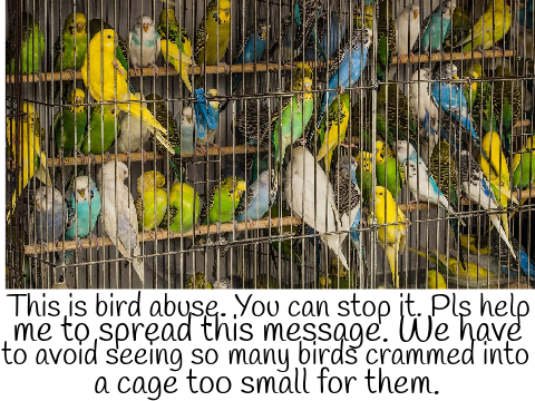 Animal cruelty:birds remix
