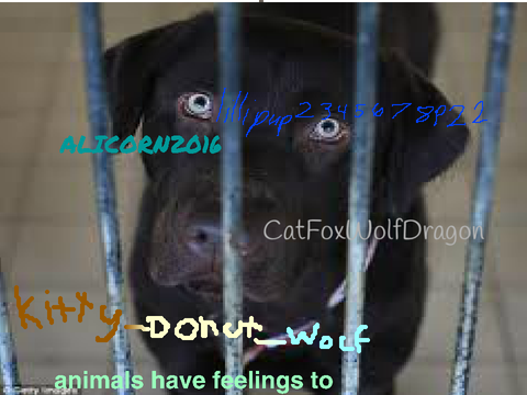 Stop Abandoning Animals remix remix remix remix remix