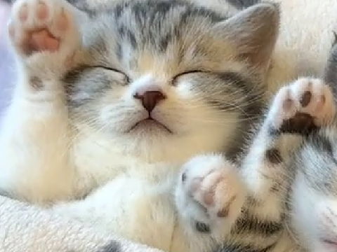 для меня ти очень милий котик;3
