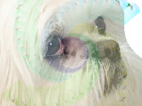 how 2 doge