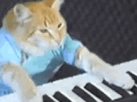 Funny cats2