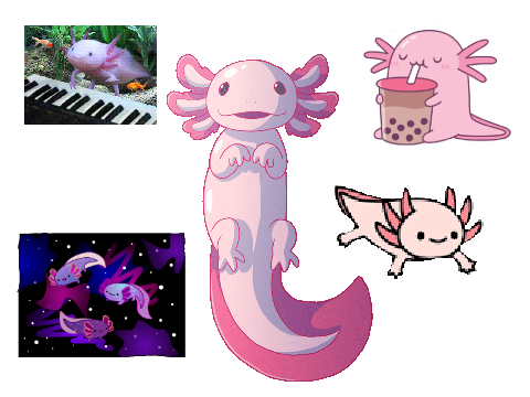 axolotls