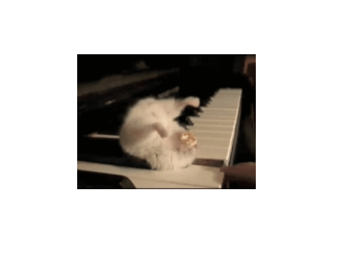 Hamster on a Piano eating popcorn