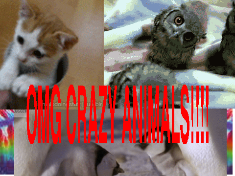 OMG GaGa Animals!