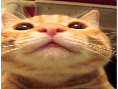 i n t r o   a t t e m p t