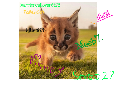 Sign here if you're against Caracal hunting! remix remix remix remix remix remix remix remix remix