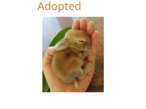 Adopt Animals