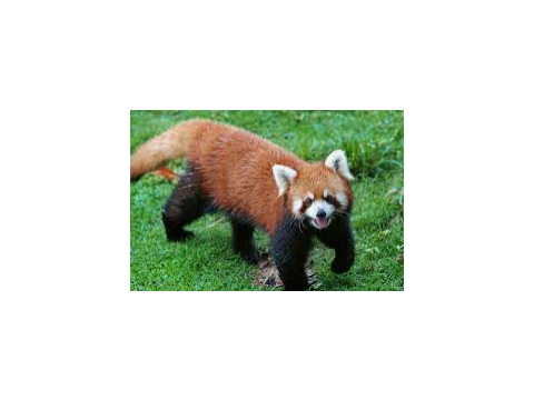 cute red panda