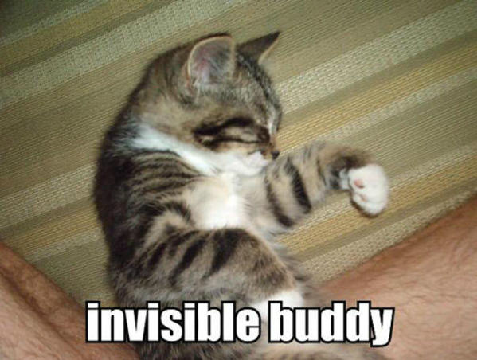 Funny Cat Stuff