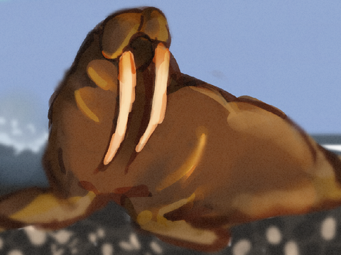 Bro walrus